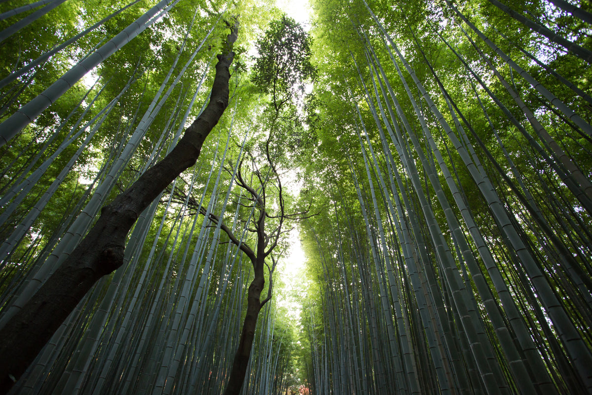 Recycling, green, verde, natura, sustainability, sostenibile, planet, save, alberi